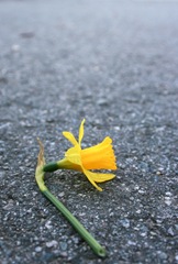 A fresh, cut daffodil lying on the road