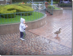 Duck chasing