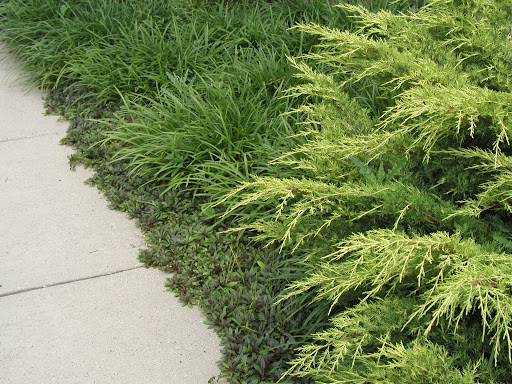ground covers with evergreens