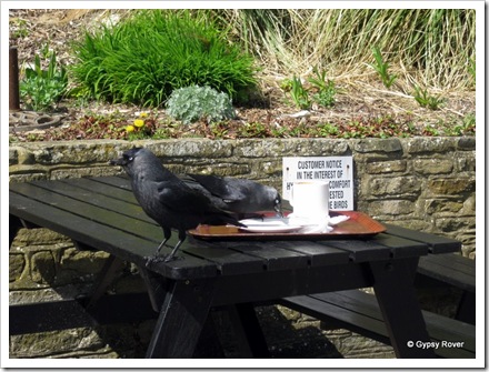 Jackdaw's clear the tables at this beach side cafe.