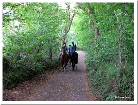 Horse riding is popular in the Forestry Commission, Westwood Forest, Marlborough.