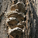 A fungi