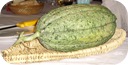 melone retato pratese melone retato pratese