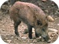 cinghiale cinghiale