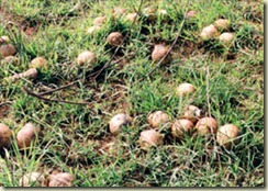 Cluster Bomb Submunitions