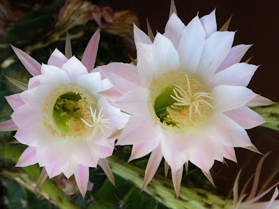 flor-de-cactus-blanca.jpg