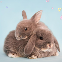 Rabbits HD wallpapers icon