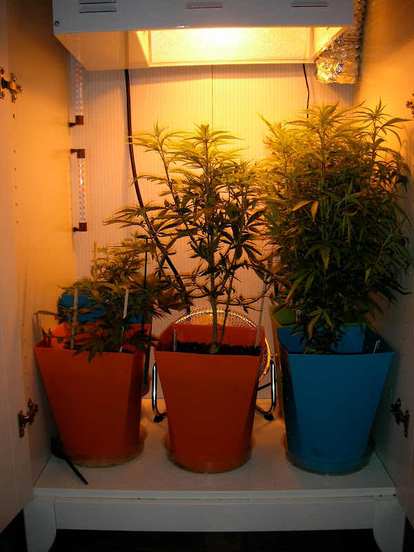 250 Watt Hps Cool Droughtrelief Org Smokefrogg S Grow Journal Back Down To 250 Watt Hps January 3 2010