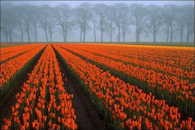 [tulip-fields16[3].jpg]