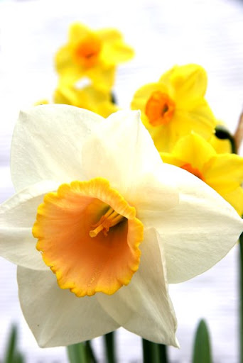 Narcissus was never one of the crowd