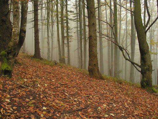 MusicHoleLive Through This