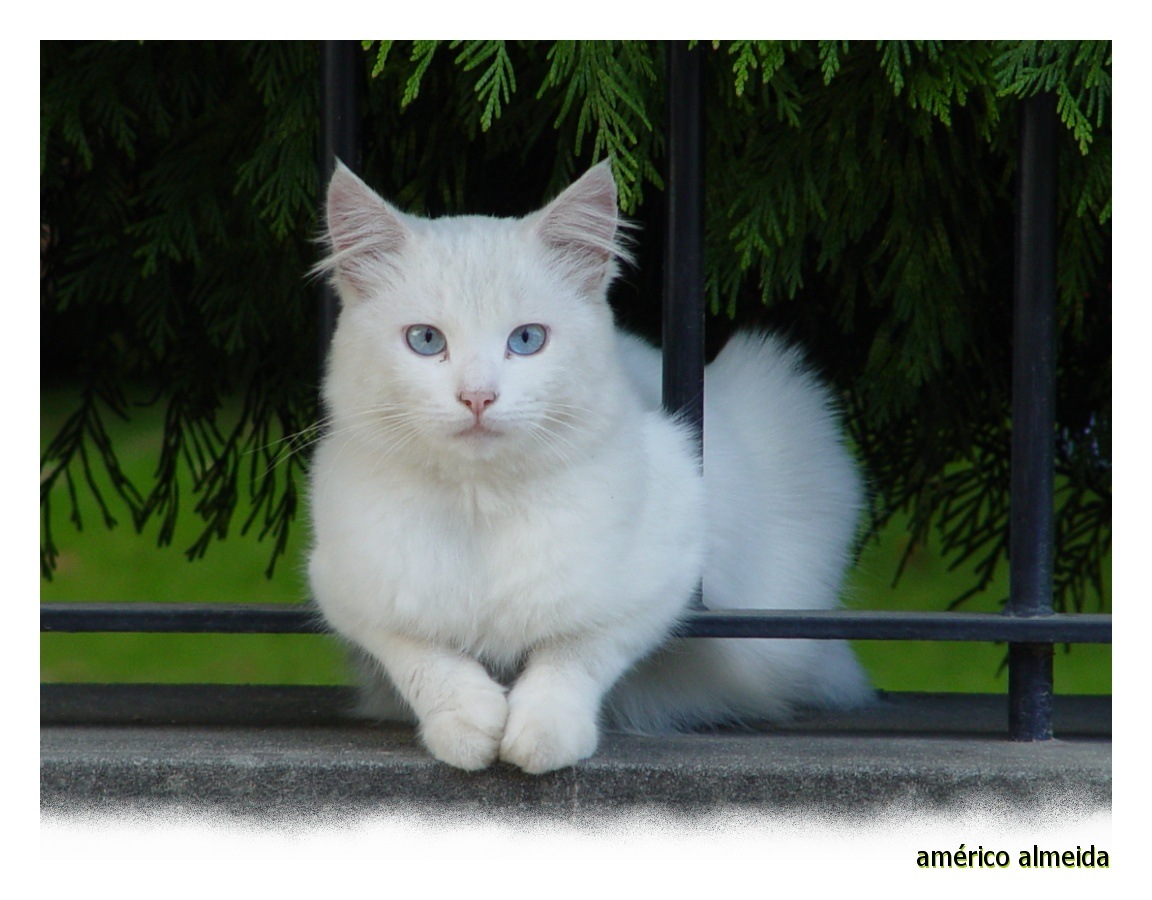 [gato branco_sony_americo almeida olhares 20092009[4].jpg]