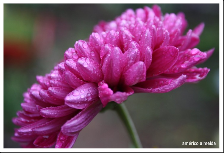 crisantemo rosa americo almeida