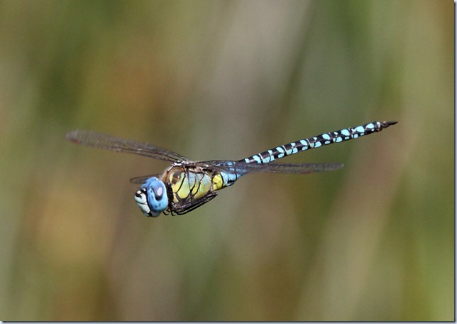 southern_migrant_hawker2