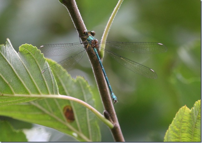 willow_emerald