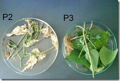 effect of Nat mur 6ch on Standardized Culture of Phaseolus vulgaris