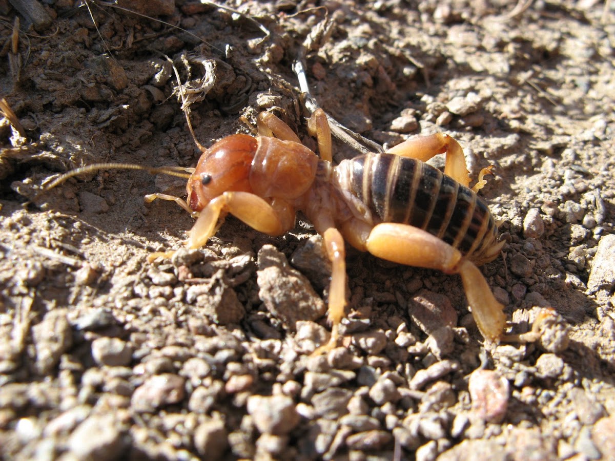 Jerusalem Cricket