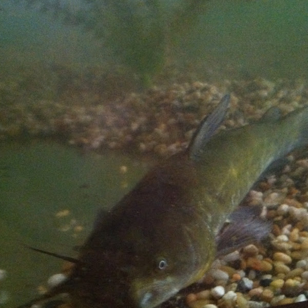 North American Catfish Project Noah