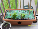 week 1 - started zucchini & cuke seeds indoors a week before, pole bean seeds