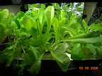 5 weeks or less: pro100 lettuce, amaranth not visible.