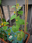 8 week Japanese and sweeter yet cukes. Think first fruits set on two of them. Pretty puny plants, for cukes...