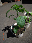 7 week carmen pepper - still buds, no flowers