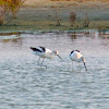 American Avocet