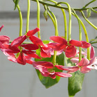 Rangoon Creeper (Madhumati)