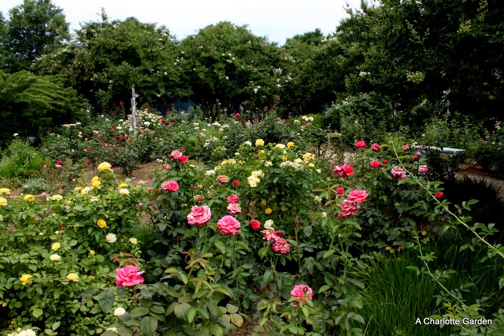 a charlotte garden The McGill Rose Garden