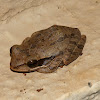 Common Indian Tree Frog or Chunam Tree Frog