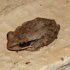 Common Indian Tree Frog or Chunam Tree Frog