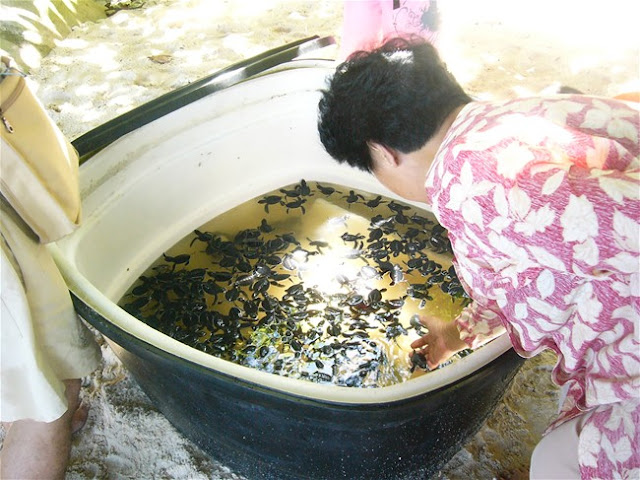 海龟保护区