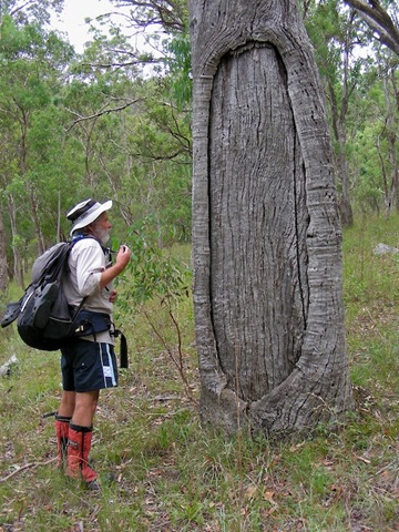 [20090117-09-30-55-oxley-wild-rivers-national-park-scarred-tree[3].jpg]