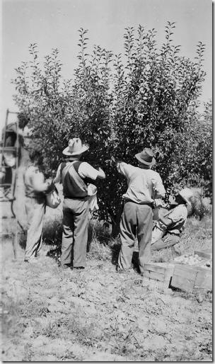 Orchard, Glenroy, 1948