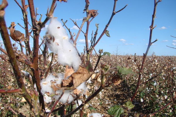 [Bourke cotton field Aimee Volkofsky[4].jpg]