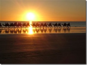 Camels near Broome