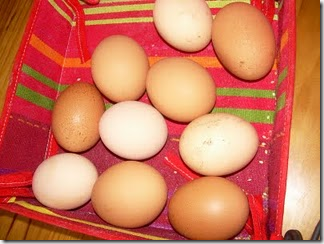 Sophie's eggs