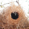 nest of White-browed sparrow weaver