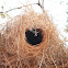 nest of White-browed sparrow weaver