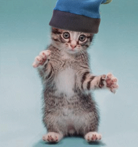 44catsgifs.png