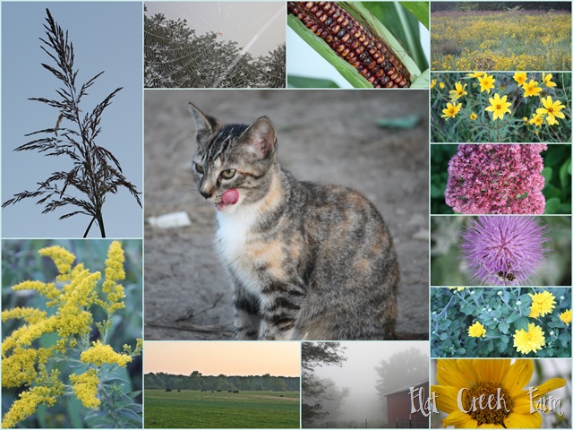 [late_summer_collage[15].jpg]