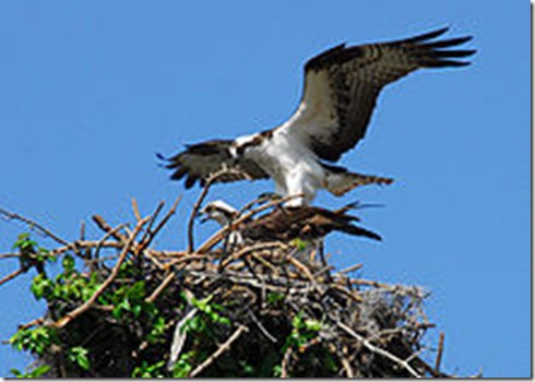 Ospreys on Nest