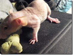 Forensics GRCHS hairless rats 060