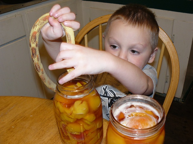 [canning peaches Abbi 1st day of HS 008[2].jpg]