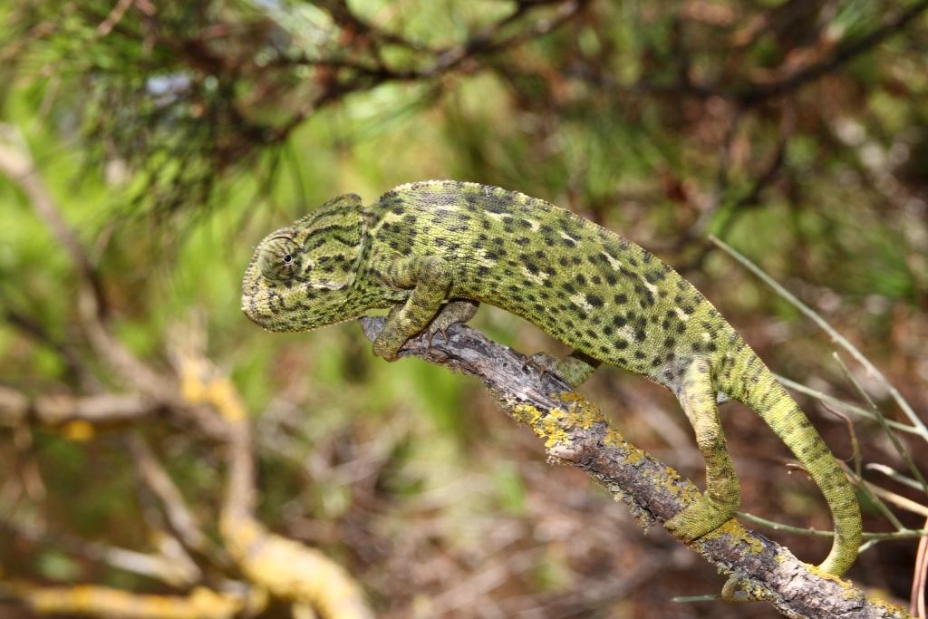 Camaleón en los Enebrales de Punta Umbría