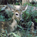 White Tailed Deer (male)