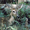 White Tailed Deer (male)