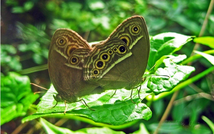 Butterfly Mating~