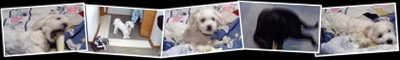 View Cooper PICS