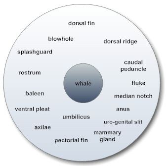 [KM - whale - circle map[8].jpg]